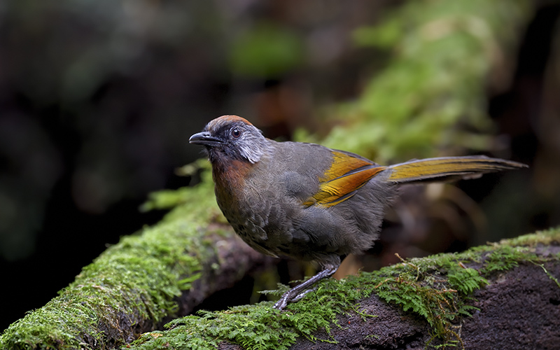 Silver-eared Laughingthrush (Trochalopteron melanostigma) at Phia Oac-Phia Den Bird Hides - Northern Vietnam. Photo by: Bui Duc Tien - Vietnam Bird Photography Tours - Vietbirdphototours.com